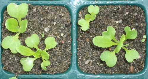 四葉の青梗菜 チンゲンサイ ブルーベリーの育て方 栽培 ブルーベリー ノート Blueberrynote