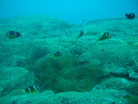 e0115199_039584.jpg