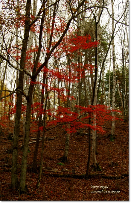 通仙峡と瑞牆山（みずがきやま）へ紅葉を見に…_f0179404_20563724.jpg