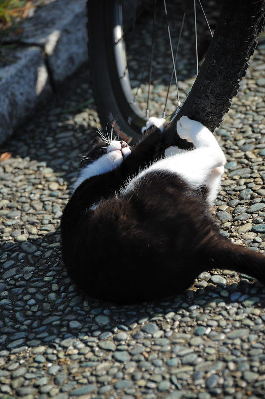 街角ニャンコ・これは僕の物～♪_f0032011_19463878.jpg