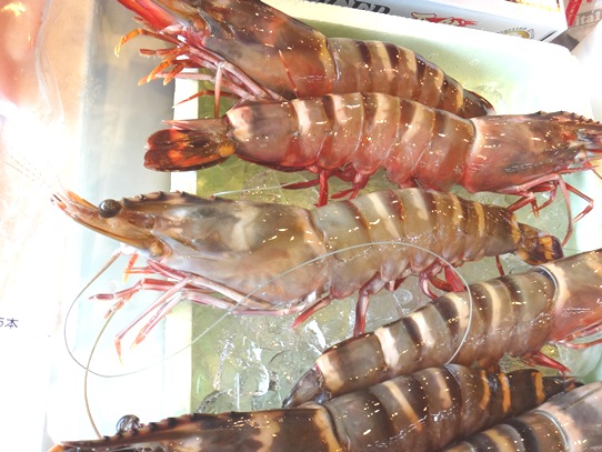 美味しいのか 不味いのか それが問題なのですが 加古川水産 のさかな情報