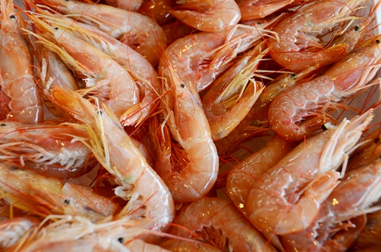 美味しいのか 不味いのか それが問題なのですが 加古川水産 のさかな情報