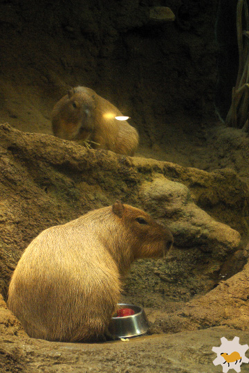 海遊館カピバラの体重測定 : カピバラモータース