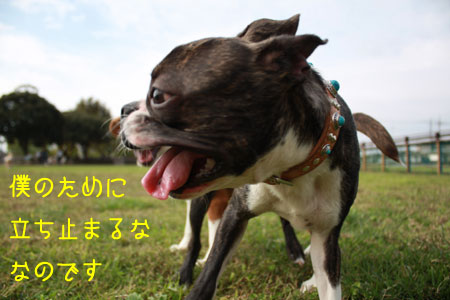 a0190132_22365525.jpg