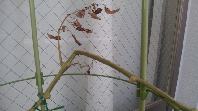 １０月１２日 ミニトマトの茎が折れた マスキングテープで止めたらなんとかなった マッチ博物館