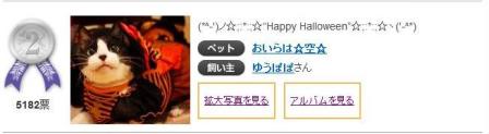 Yahoo!ペット第1回「気分はハロウィン」フォトコンテスト第1位第2位猫。_a0143140_23321964.jpg