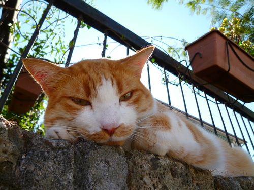 d0170140_650323.jpg