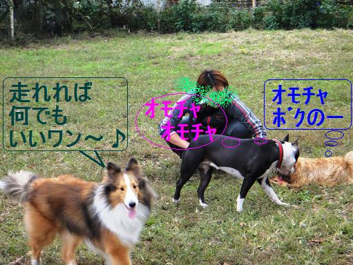お気に入り、もみじちゃんのドッグラン_e0195743_13355232.jpg