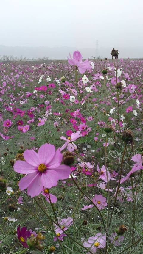 霧がかる秋桜畑_e0130657_1083429.jpg