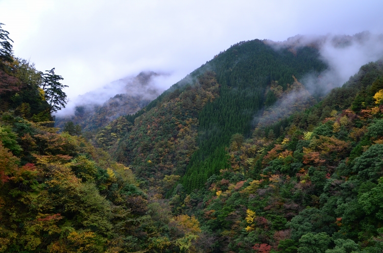 紅葉綺麗な五家荘でアイツに出会っちまった！_b0123359_19594916.jpg