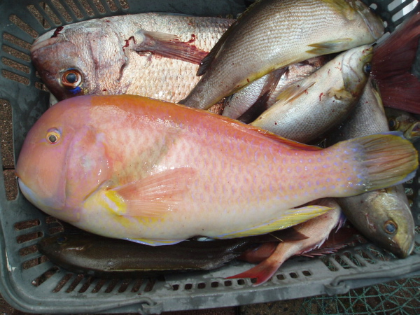 つばきマリーナ秋季釣り大会_a0077071_14483631.jpg