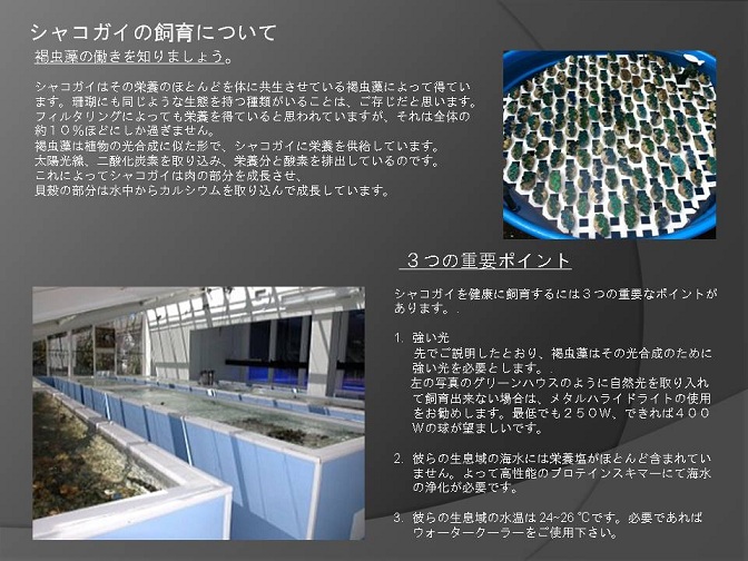 シャコの海岸物語