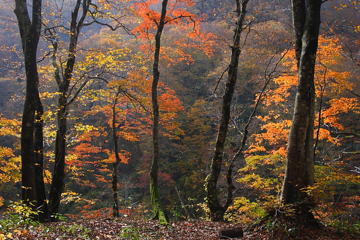 新潟　胎内渓谷の紅葉　その３_e0165983_1034599.jpg