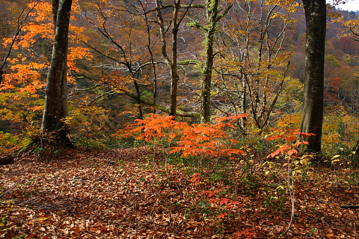 新潟　胎内渓谷の紅葉　その３_e0165983_10393528.jpg