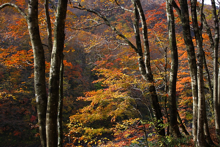 新潟　胎内渓谷の紅葉　その３_e0165983_10404348.jpg