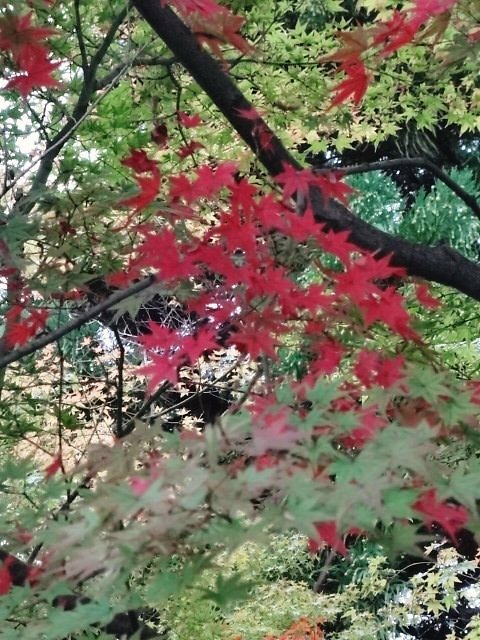 紅葉には　少し早かったようです。_c0211991_19303747.jpg