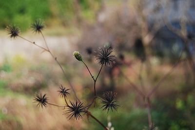 c0124100_11142730.jpg