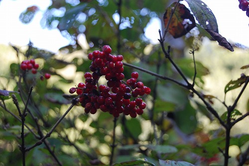 c0124100_11152345.jpg