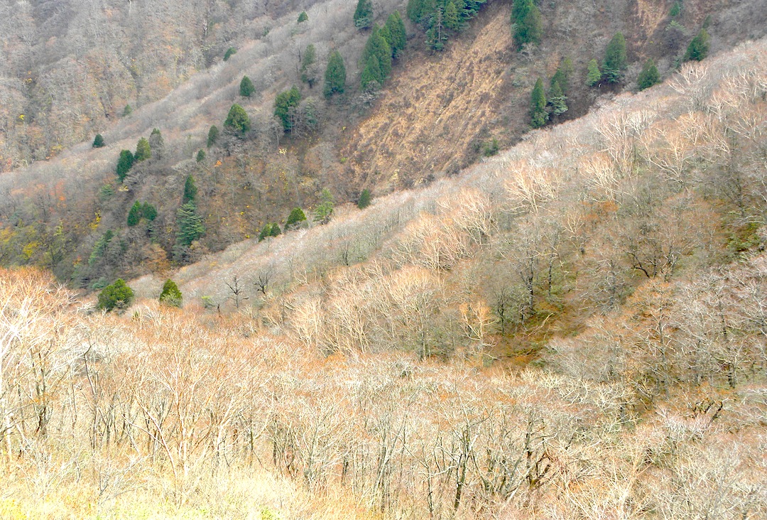 c0078410_8435883.jpg
