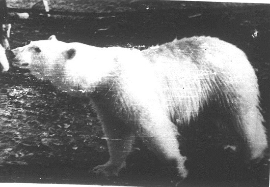ロシア・ペルミ動物園のアンデルマ、その日常の姿(3) ~ 遠征での映像より _a0151913_21373257.jpg