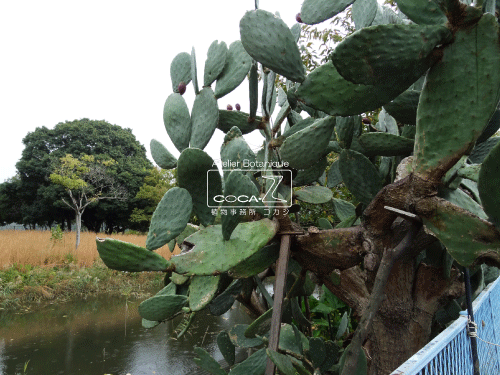 b0160123_17102329.gif