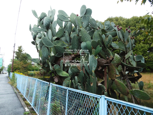 b0160123_17185637.gif