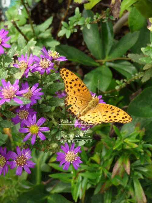 b0160123_1784821.gif