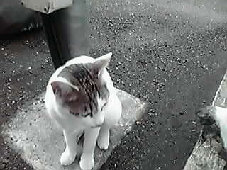 きゃっつ_a0078827_20554980.jpg