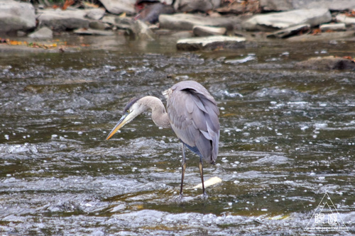 114 Humber River ~溯上するサーモンを求めて~_c0211532_17204322.jpg
