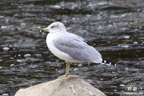 114 Humber River ~溯上するサーモンを求めて~_c0211532_17214043.jpg