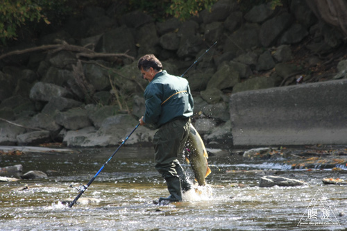 114 Humber River ~溯上するサーモンを求めて~_c0211532_18153991.jpg