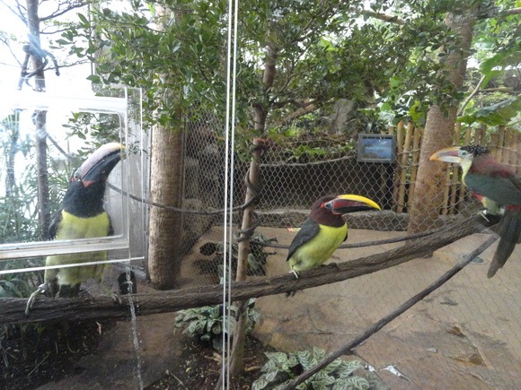 女子遠足　Dallas World Aquarium  その1_f0238932_1322092.jpg