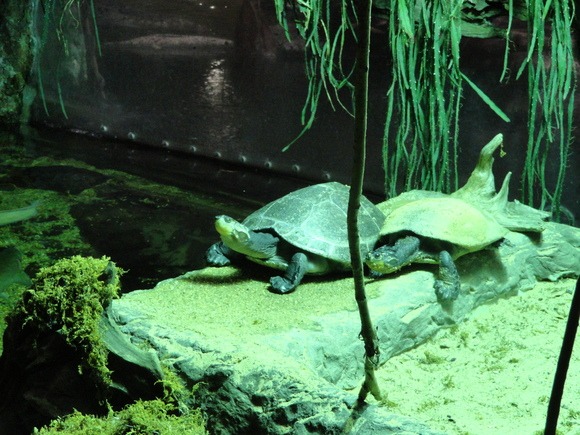 女子遠足　Dallas World Aquarium  その1_f0238932_13255574.jpg