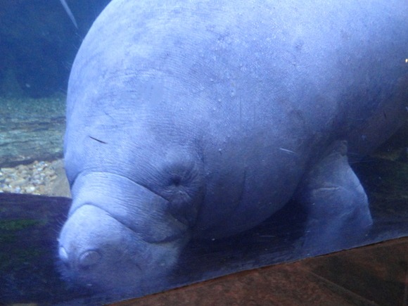 女子遠足　Dallas World Aquarium  その1_f0238932_13303279.jpg