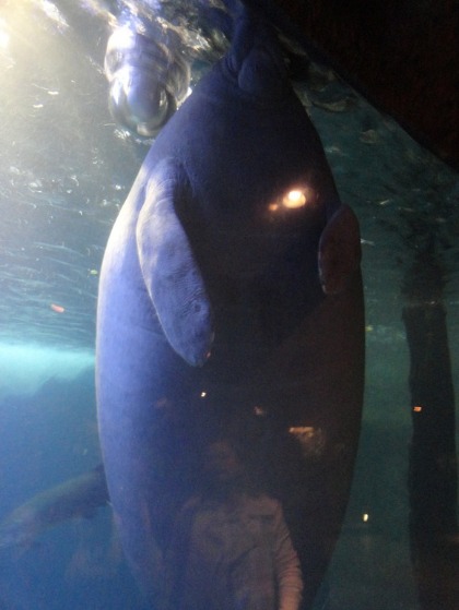 女子遠足　Dallas World Aquarium  その1_f0238932_1332668.jpg