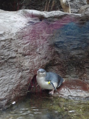 女子遠足　Dallas World Aquarium  その1_f0238932_14133671.jpg