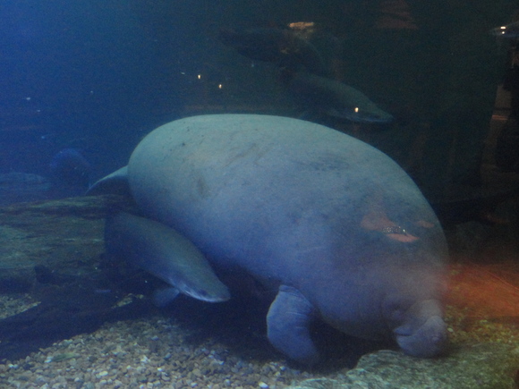 女子遠足　Dallas World Aquarium  その1_f0238932_14253083.jpg