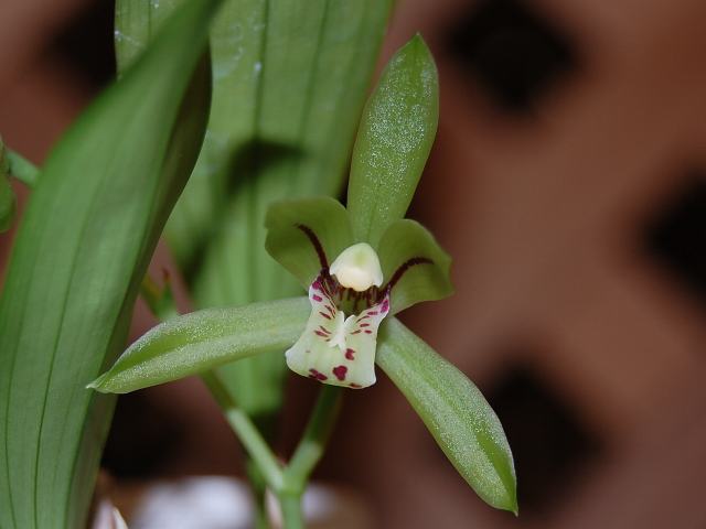 蘭 山野草 アキザキナギラン 野生蘭 秋咲きナギラン 鹿児島県産