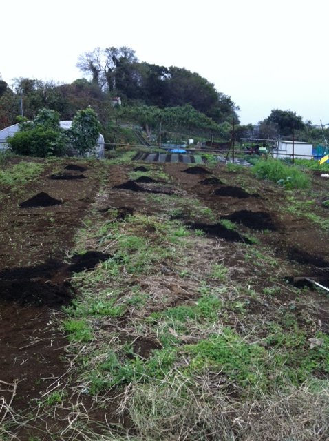 今朝は堆肥をレーキで均等に伸ばす作業_c0222448_13111875.jpg