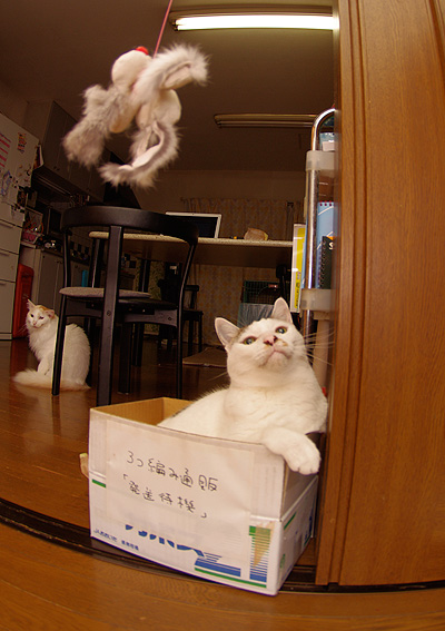 わしだって、まだまだ、遊ぶぞ!_a0028451_18584320.jpg