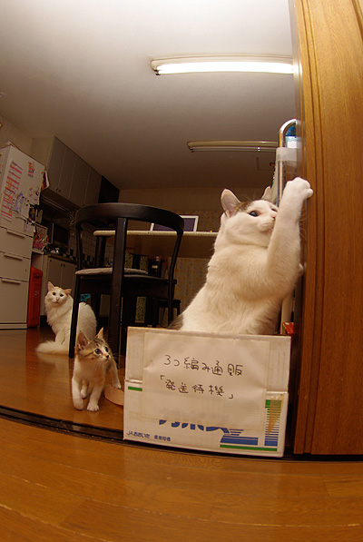 わしだって、まだまだ、遊ぶぞ!_a0028451_18592557.jpg