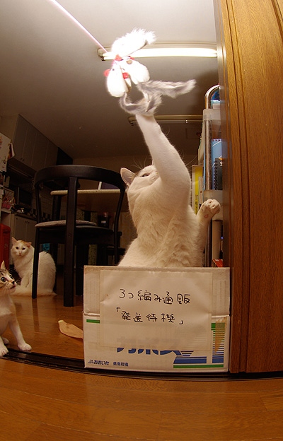 わしだって、まだまだ、遊ぶぞ!_a0028451_18595068.jpg