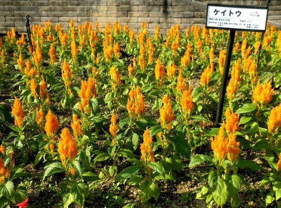 　　和歌山県植物公園緑花センター　_b0093754_22201546.jpg