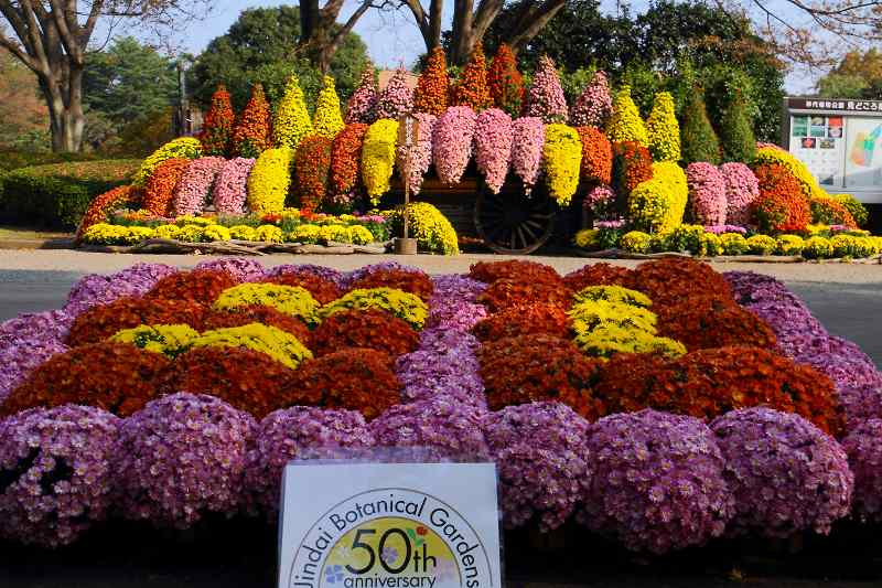 神代植物公園の菊花展_f0044056_7194696.jpg