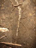 e0183673_4204073.jpg