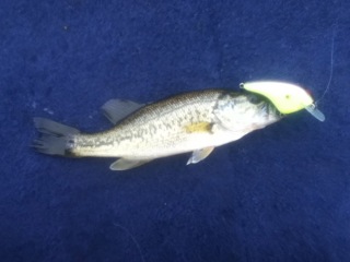 釣果報告_a0040876_0143550.jpg