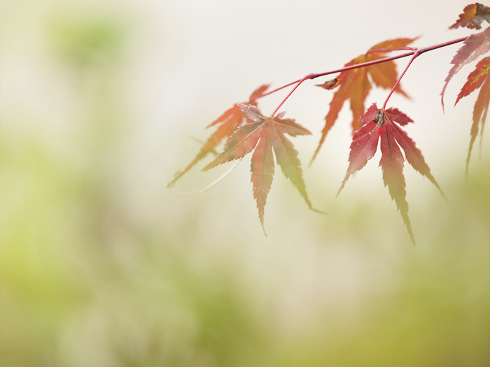 ご近所紅葉と_a0161380_20102459.jpg