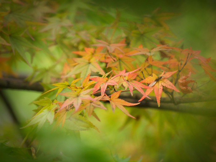 ご近所紅葉と_a0161380_20113748.jpg