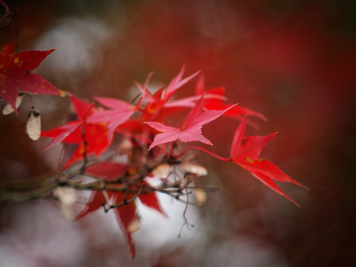 ご近所紅葉と_a0161380_20135917.jpg