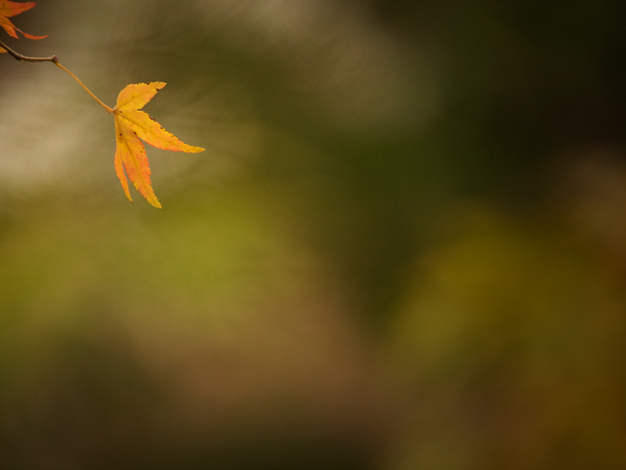 ご近所紅葉と_a0161380_20174232.jpg